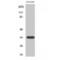 Calponin 2 antibody, LS-C382411, Lifespan Biosciences, Western Blot image 