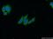 Myosin Heavy Chain 11 antibody, 60222-1-Ig, Proteintech Group, Immunofluorescence image 
