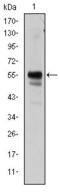 RUNX Family Transcription Factor 1 antibody, GTX60423, GeneTex, Western Blot image 