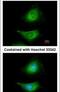 Mitogen-Activated Protein Kinase Kinase 3 antibody, PA5-28590, Invitrogen Antibodies, Immunofluorescence image 