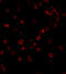 NLR Family CARD Domain Containing 4 antibody, A00525, Boster Biological Technology, Immunofluorescence image 