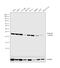 RAB33B, Member RAS Oncogene Family antibody, PA5-30697, Invitrogen Antibodies, Western Blot image 