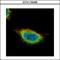 Glucocorticoid Modulatory Element Binding Protein 1 antibody, LS-C155423, Lifespan Biosciences, Immunofluorescence image 
