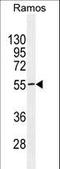 Testis Specific 10 Interacting Protein antibody, LS-C160248, Lifespan Biosciences, Western Blot image 