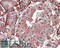 Thioredoxin Domain Containing 5 antibody, 42-369, ProSci, Enzyme Linked Immunosorbent Assay image 