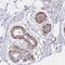 Zinc Finger Protein 671 antibody, NBP1-92641, Novus Biologicals, Immunohistochemistry frozen image 