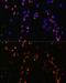 CD27 Molecule antibody, GTX55555, GeneTex, Immunofluorescence image 