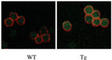 Serine/Threonine Kinase 17b antibody, abx033242, Abbexa, Western Blot image 