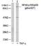 Nuclear factor NF-kappa-B p105 subunit antibody, TA309946, Origene, Western Blot image 