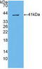 ATP Binding Cassette Subfamily A Member 4 antibody, abx130549, Abbexa, Western Blot image 