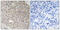 Angiomotin Like 1 antibody, abx014190, Abbexa, Immunohistochemistry frozen image 
