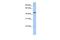 TRNA Methyltransferase 11 Homolog antibody, PA5-43190, Invitrogen Antibodies, Western Blot image 