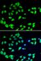COP9 signalosome complex subunit 6 antibody, orb247784, Biorbyt, Immunocytochemistry image 