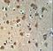 YME1 Like 1 ATPase antibody, LS-C160689, Lifespan Biosciences, Immunohistochemistry frozen image 