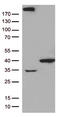 General Transcription Factor IIH Subunit 3 antibody, TA812725S, Origene, Western Blot image 