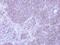 Apoptosis Inducing Factor Mitochondria Associated 1 antibody, PA5-29693, Invitrogen Antibodies, Immunohistochemistry paraffin image 