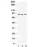 Prolactin Receptor antibody, R31984, NSJ Bioreagents, Western Blot image 