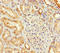 Tissue Specific Transplantation Antigen P35B antibody, A53877-100, Epigentek, Immunohistochemistry paraffin image 