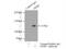 Damage Specific DNA Binding Protein 1 antibody, 11380-1-AP, Proteintech Group, Immunoprecipitation image 