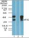 Eukaryotic Translation Initiation Factor 3 Subunit G antibody, orb96273, Biorbyt, Western Blot image 