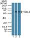 Delta Like Canonical Notch Ligand 4 antibody, PA5-23453, Invitrogen Antibodies, Western Blot image 