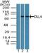 Delta Like Canonical Notch Ligand 4 antibody, PA5-23453, Invitrogen Antibodies, Western Blot image 