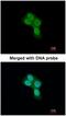 PHB2 antibody, NBP1-33463, Novus Biologicals, Immunocytochemistry image 