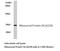 Ribosomal Protein S6 antibody, LS-C177658, Lifespan Biosciences, Western Blot image 