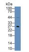 Kruppel Like Factor 4 antibody, LS-C295050, Lifespan Biosciences, Western Blot image 