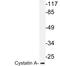 Cystatin A antibody, LS-C176559, Lifespan Biosciences, Western Blot image 