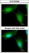 Ring Finger Protein 114 antibody, GTX107046, GeneTex, Immunocytochemistry image 