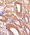Autophagy Related 3 antibody, MBS9200107, MyBioSource, Immunohistochemistry paraffin image 