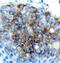 BRCA1 DNA Repair Associated antibody, AF2210, R&D Systems, Immunohistochemistry frozen image 