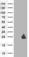 Thymidylate kinase antibody, TA503493, Origene, Western Blot image 