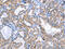 Dual Specificity Phosphatase 10 antibody, CSB-PA207957, Cusabio, Immunohistochemistry frozen image 