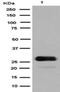 GFP antibody, M30939, Boster Biological Technology, Western Blot image 