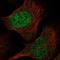 Ribonuclease P/MRP Subunit P40 antibody, NBP1-88765, Novus Biologicals, Immunocytochemistry image 