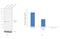 Cathepsin L antibody, 415500, Invitrogen Antibodies, Western Blot image 