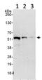 Ro52 antibody, ab91423, Abcam, Western Blot image 