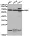 G3BP Stress Granule Assembly Factor 1 antibody, abx004633, Abbexa, Western Blot image 