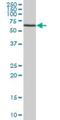 ATPase Family AAA Domain Containing 3B antibody, H00083858-B01P, Novus Biologicals, Western Blot image 