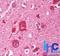 Formin Binding Protein 1 antibody, NBP2-24526, Novus Biologicals, Immunohistochemistry frozen image 