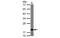 NADH:Ubiquinone Oxidoreductase Subunit S4 antibody, MBS837503, MyBioSource, Western Blot image 