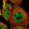 Tribbles homolog 2 antibody, NBP1-83326, Novus Biologicals, Immunofluorescence image 
