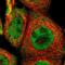 Tribbles Pseudokinase 2 antibody, NBP1-83326, Novus Biologicals, Immunofluorescence image 