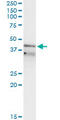 Replication Factor C Subunit 3 antibody, LS-C198081, Lifespan Biosciences, Immunoprecipitation image 