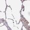 Protein Kinase C Eta antibody, NBP2-38711, Novus Biologicals, Immunohistochemistry frozen image 