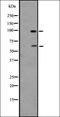 Adhesion G Protein-Coupled Receptor D1 antibody, orb335533, Biorbyt, Western Blot image 