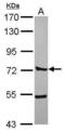 CTTNBP2 N-Terminal Like antibody, PA5-31583, Invitrogen Antibodies, Western Blot image 