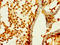 Stanniocalcin 1 antibody, LS-C377188, Lifespan Biosciences, Immunohistochemistry paraffin image 